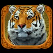 Exotic Cats: Тигр