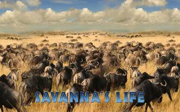 Savanna`s Life