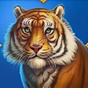 Tiger Tiger: Амурский тигр