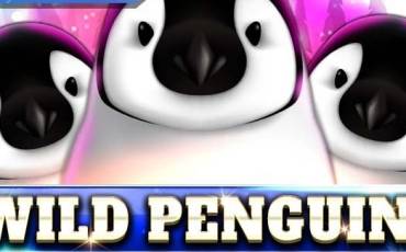 Wild Penguin